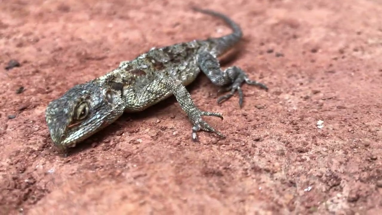 What name is given to this Lizard 🦎 is it 