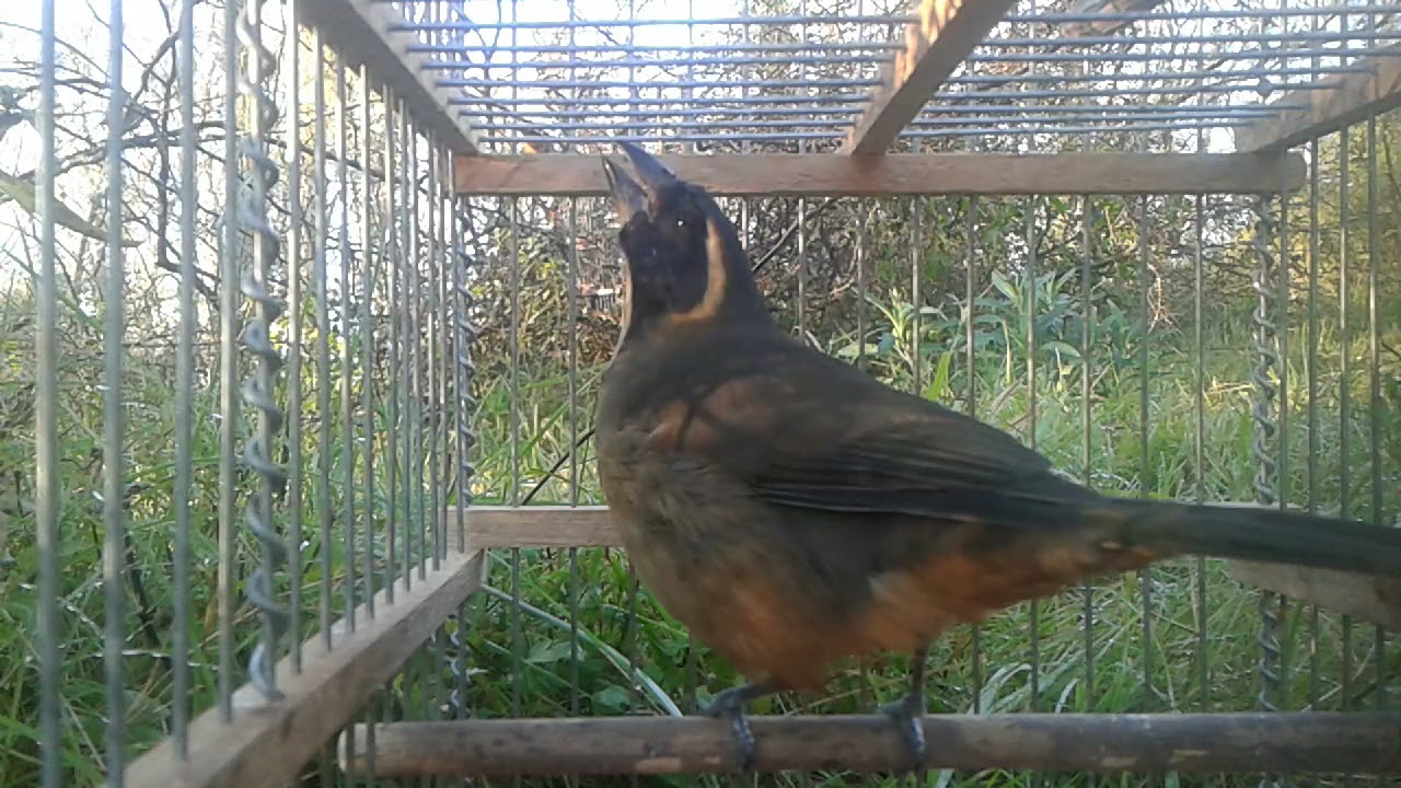 CAZERIA DE CHIVIRO PICHON MALO CON MISIL CARLITOS