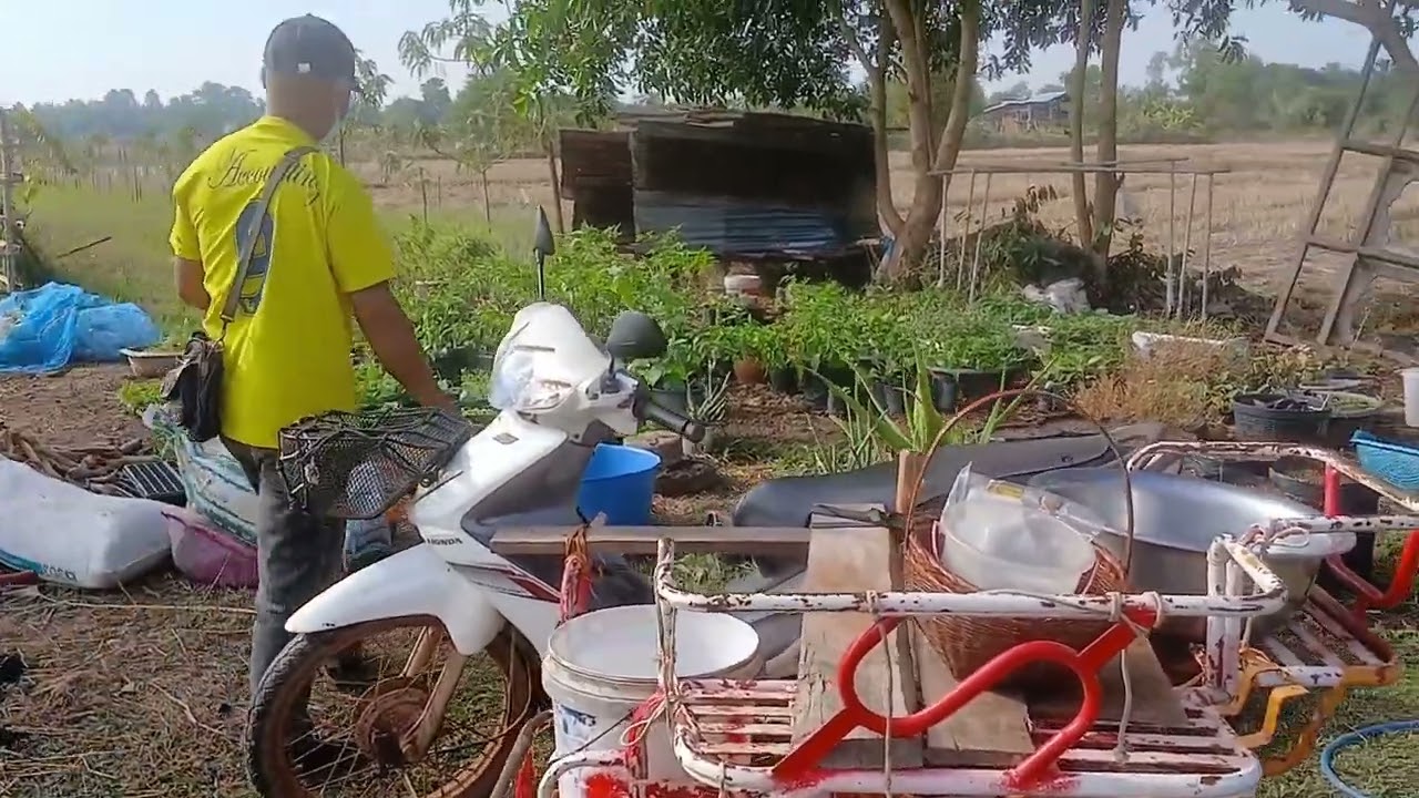 วันนี้สามีนำผลผลิตออกสู่ตลาดชุมชนค่ะ