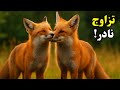 تزاوج الثعلب قفل غريب وساعات من العذاب في تزاوج الثعالب 