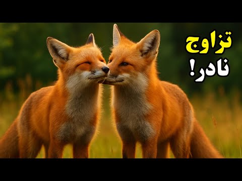  الثعلب قفل غريب وساعات من العذاب في الثعالب