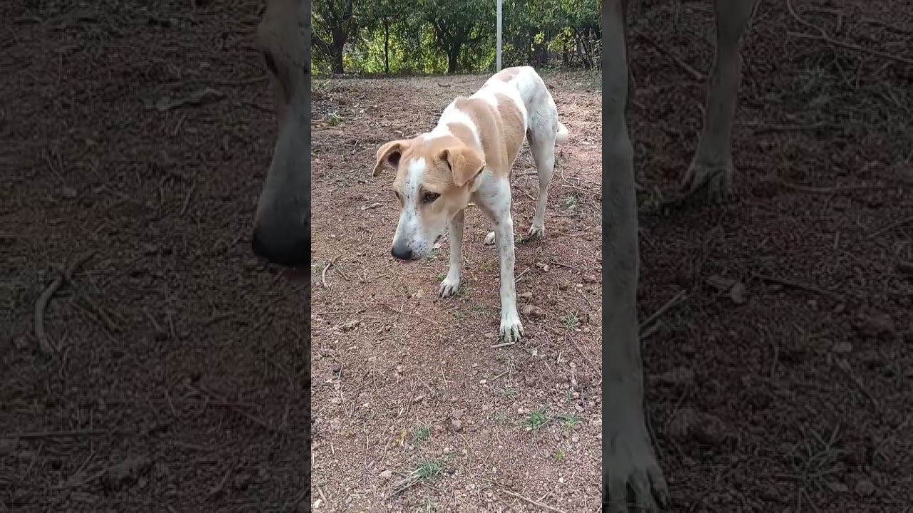 Flash man ⚡& Flash dog.⚡. 🐶 😄.. subscription my channel 👈