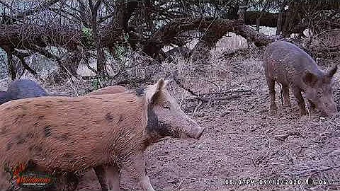 Feral Hogs in Southern Arizona  2021