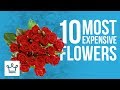 Top 10 Most Expensive Flowers In The World Top 10 Most Expensive Flowers In The World
