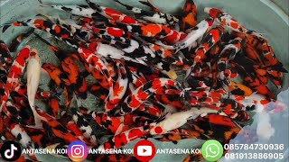 INSANE ‼️ SHOWA LOVERS MUST CHECK THIS OUT, TOP QUALITY AT AN AFFORDABLE PRICE, BOSS 🔥
