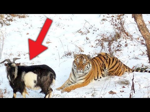 Wideo: Ile Pozostało Tygrysów Amurskich