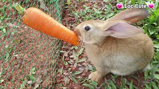 Animals home | Have fun with my colorful Cute bunnies screenshot 5