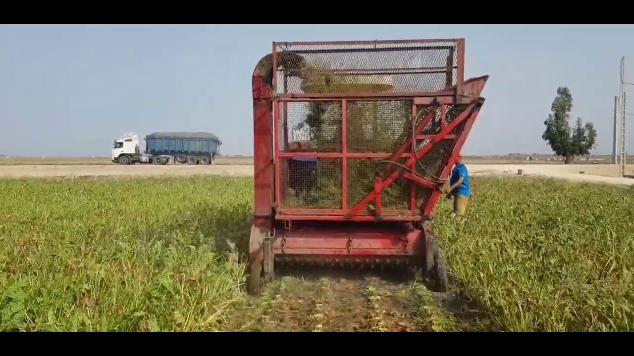 سلوجة اوراق الشمندر السكري بمنطقة عبدة التجربة في ضيعة عبدالسلام اعبيد.