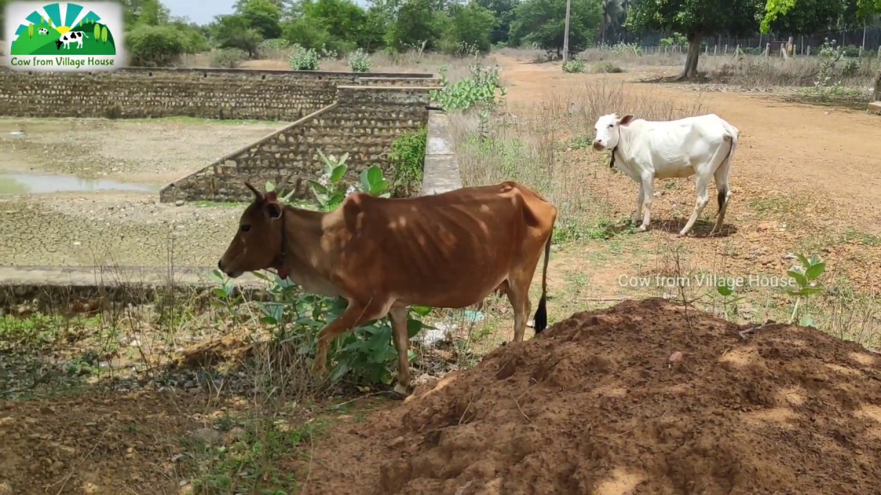 Amazing Cows Eating Grass | Cow from Village House