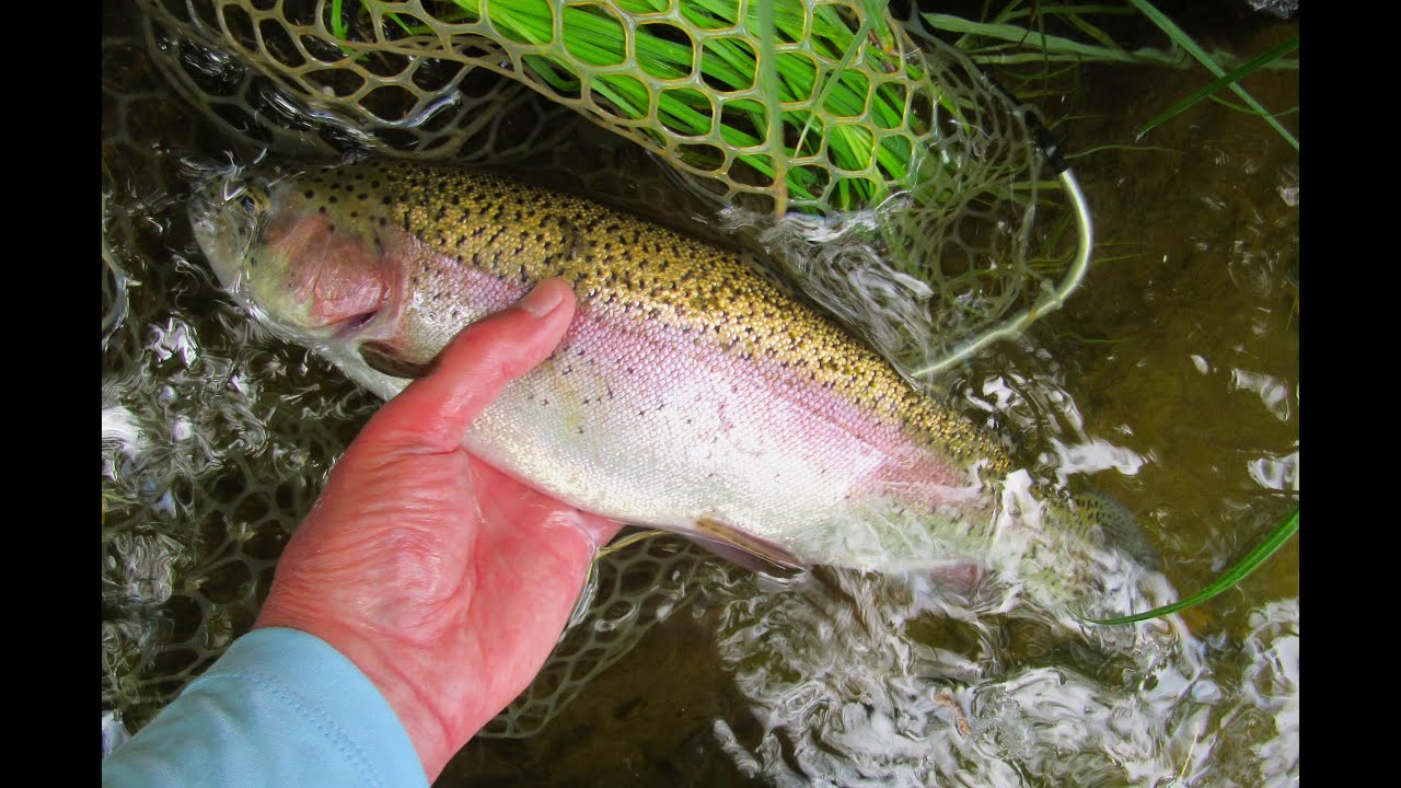 TROUT HOTEL UNDER OVERHANGING TREES - GREAT FISHING LOCATION!
