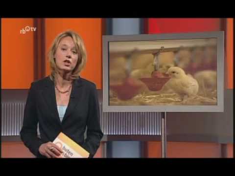 Größter Hähnchenmaststall Niedersachsens