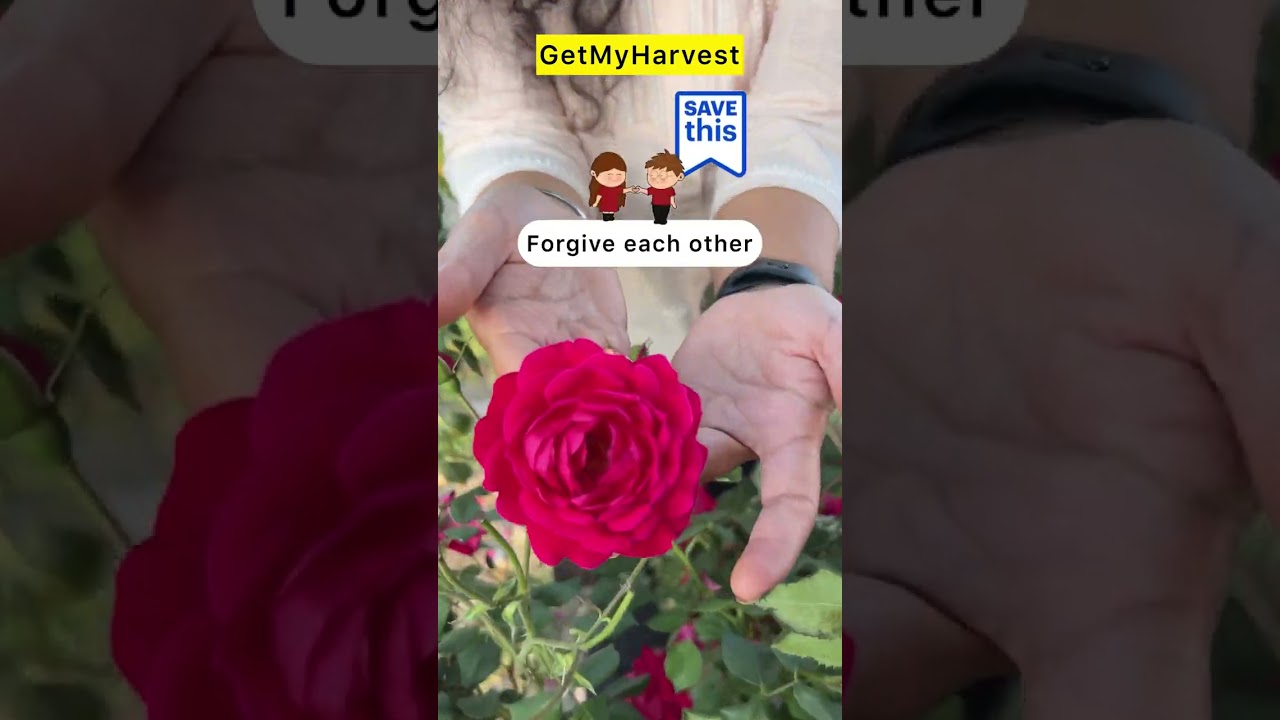 8 Types of Roses in our Garden | April mein hamara garden #roseflower