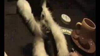 Counting Crows - Monkey (alternative videoclip)