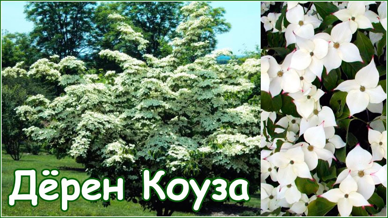 Циноксилон - Дерен Коуза - размножение семенами - стратификация и посадка