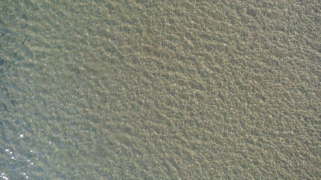 School of Sea Mullet