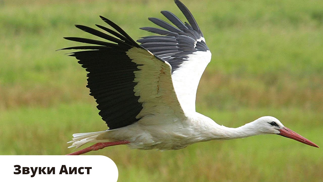 Звуки птиц / Звуки аиста / Как Говорит И Поет Аист / Голоса птиц России ...