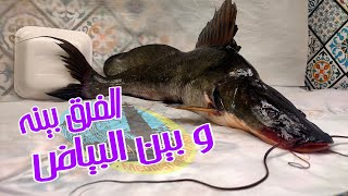 ما هي سمكة الدقماق ؟؟ .. و ايه الفرق بينها و بين سمكة البياض ؟