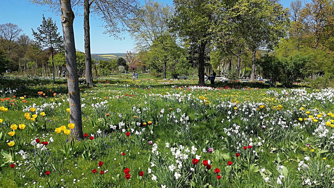 PUNKTum Rosarium Sangerhausen startet in die Saison