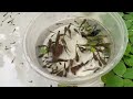 Catching Ornamental Catfish And Eggs In Tiny Pond, Albino Guppy, Bluefin Fish, Flowerhorn Fish, Koi