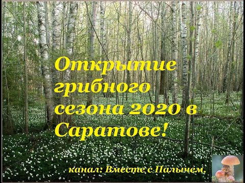 Вопрос: Какие грибы растут в лесу в Саратове ,в частности на Кумысной поляне?