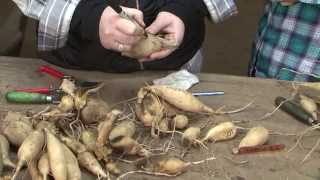 Dividing your Dahlias