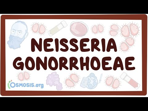 Neisseria gonorrhoeae - an Osmosis Preview