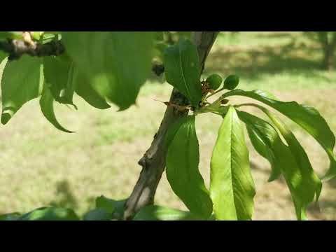 فيديو: الخوخ البرقوق: وصف وخصائص التنوع ، المزايا والعيوب ، ميزات الزراعة والرعاية + الصور والتعليقات