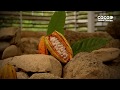El Origen del Cacao es Ecuatoriano