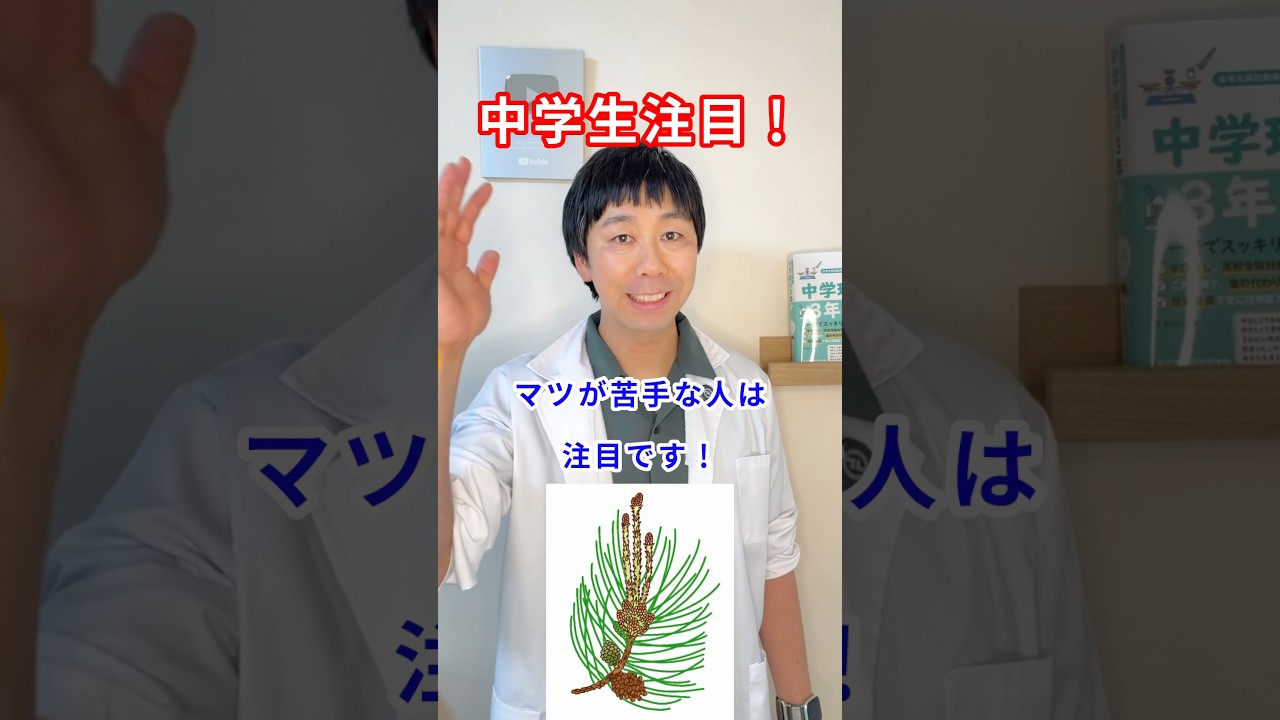 裸子植物が一瞬でわかる！マツのつくり