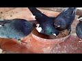 Кормление голубей орехами