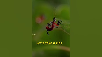 World of Praying Mantises! #shorts #nature