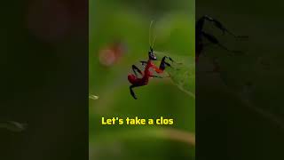 World of Praying Mantises! #shorts #nature