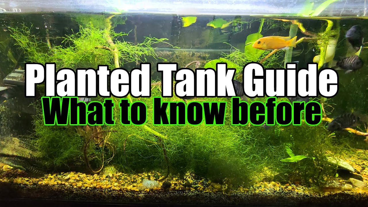 Starting A Planted Aquarium YouTube