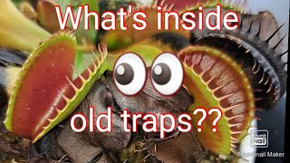 What's inside old Venus fly trap