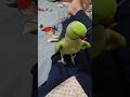 मिट्ठू डर गया 🦜#mithu#mithuvlogs#parrot #mithukizubani#birds#talkingmitthu#funny#viral