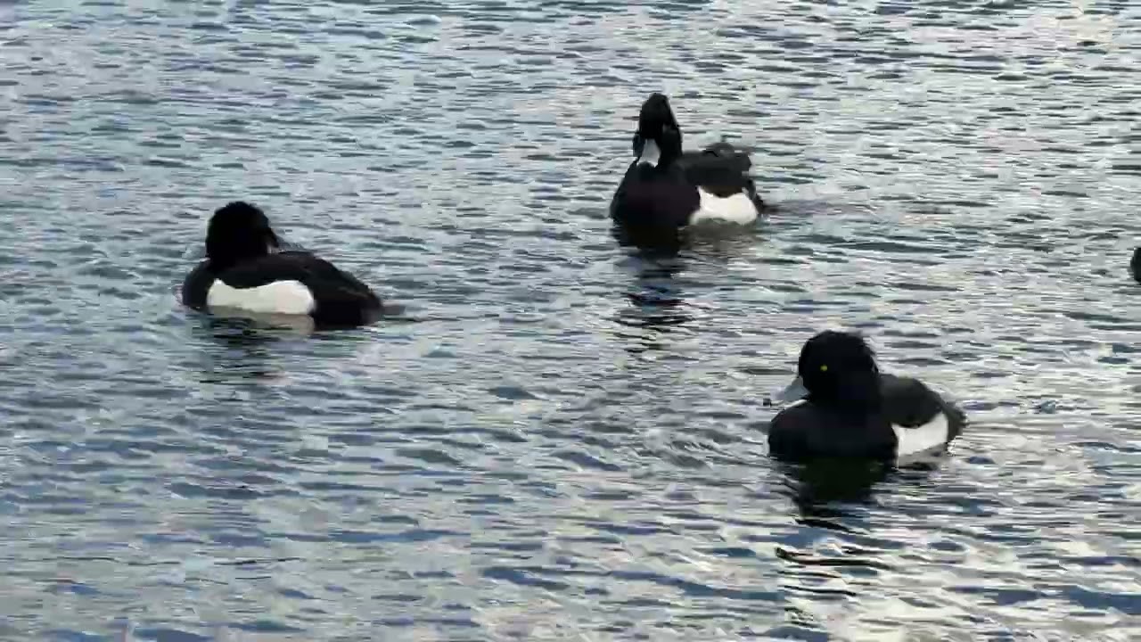 “Tufted ducks glide and chill on the Round Pond on a gusty morning 🦆💨” 