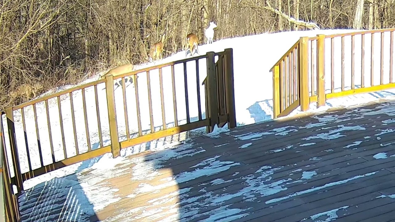 albino deer coming out of woods camera 4