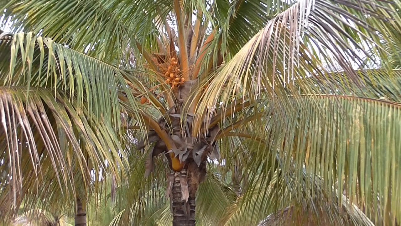 5. THENI DIST. 38 acre COCONUT FARM for sale YouTube