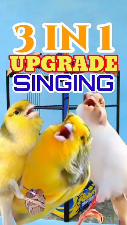 PANCINGAN KENARI PAUD AGAR BUNYI 3 IN 1 | KENARI GACOR | CANARY SINGING