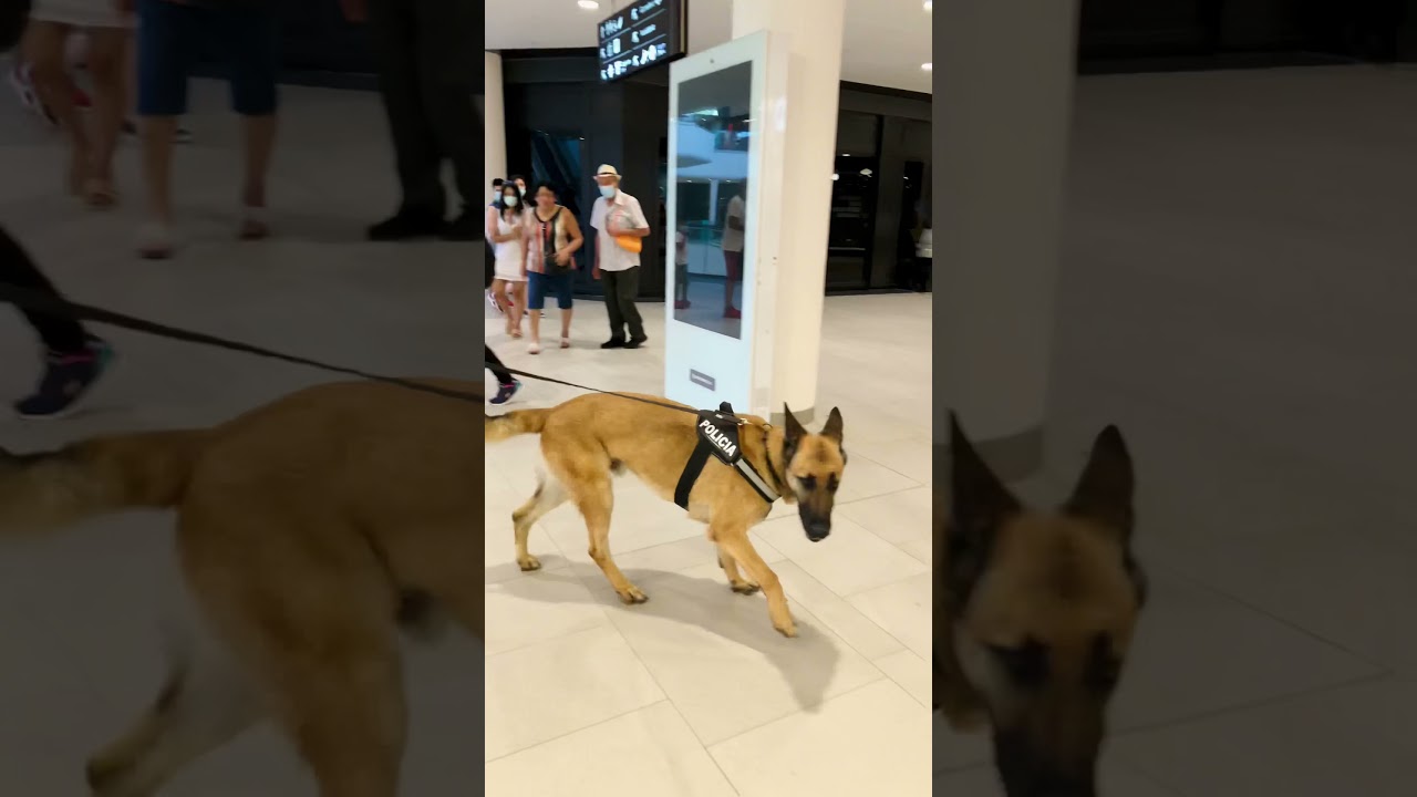Perro Policía se hace viral en las redes sociales 
