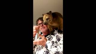 'They're Good, Aren't They': Tree Kangaroo Snatches Snacks From Wildlife Enthusiast