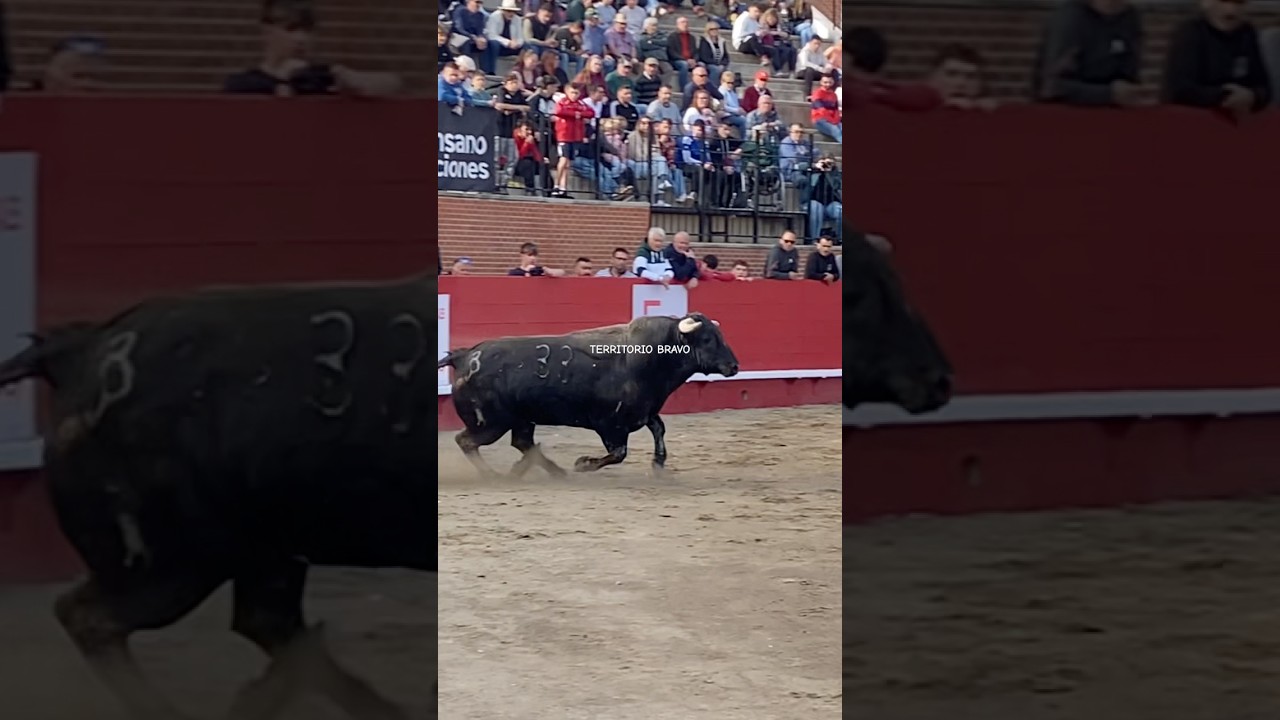 SALIDA TORO MORENO DE BENAVENT!