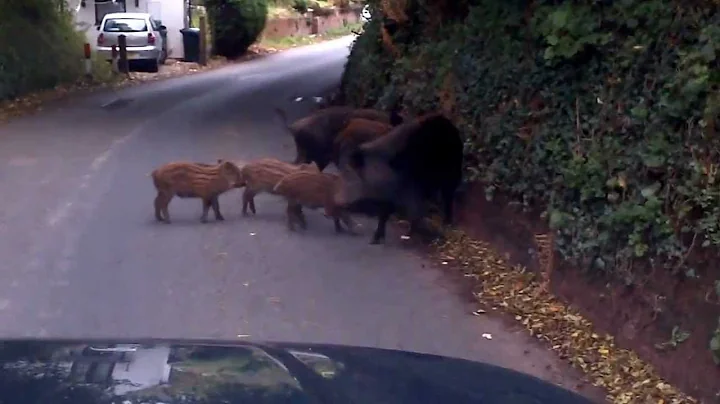 Forest of Dean - Wild Boar sow and piglets