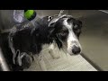 Border Collies will outsmart you | Channel Announcements