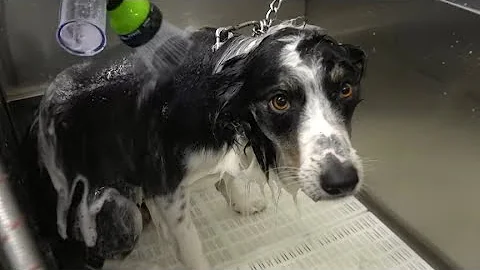 Border Collies will outsmart you | Channel Announcements - DayDayNews