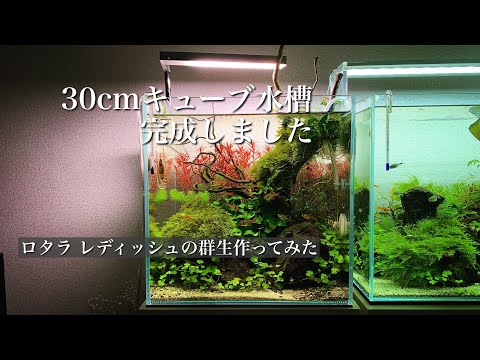 イモリウム用 30cmキューブ水槽 アクアサイダー 30cmキューブ水槽を使ってイモリウムを作成しました。 #aquarium