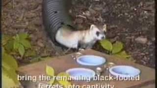 Black Footed Ferrets