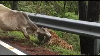 how Cheetah attack cow | how Cheetah kills cow