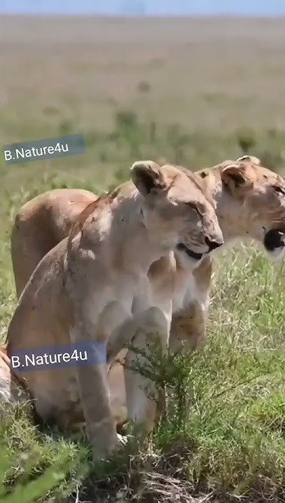 Lion 🦁 Vs Deer 🦌 | Animals lovers | Lion hunting attack Baby Deer 🦌