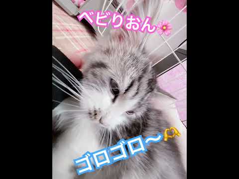 癒しのゴロゴロ音聞きませんか？？ ASMR風 #asmr #ASMR #癒し #cat #munchkinfold #baby #マンチカン
